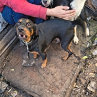 Odebrání více než pěti desítek zanedbaných zvířat na Tachovsku